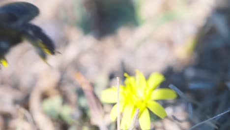 detalle de macro cerca de abeja carpintera violeta chupando néctar de flor amarilla