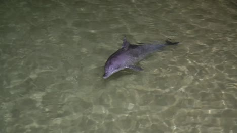 delfines jugando de noche en tangalooma resort moreton island