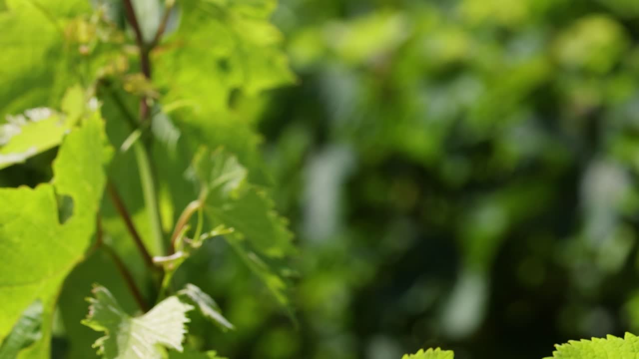 보르도 (bordeaux) 에서 울창한 포도나무를 보여주는 활기찬 포도원