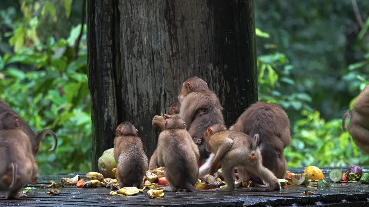 Group Of Southern Pig-tailed Macaques Feasting On Scattered Fruits On Wooden Platform In Rainforest In Sabah, Malaysia. wide shot, slow motion