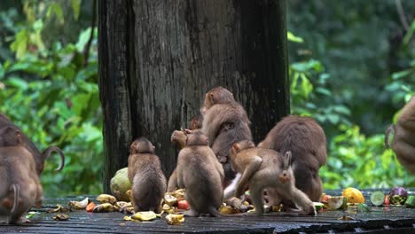 group of southern pig-tailed macaques feasting on scattered fruits on wooden platform in rainforest in sabah, malaysia. wide shot, slow motion
