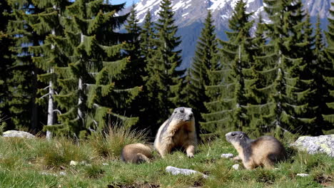 marmots in the alpine mountains