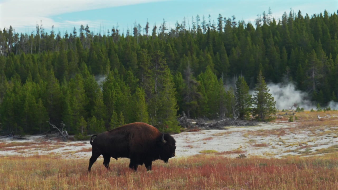 Bisonte americano selvatico che cammina da solo, paesaggio di Old Faithful Grand Geyser nel Mid Geyser Basin, Parco Nazionale di Yellowstone, Wyoming, sorgenti termali, vapore, autunno, mattina soleggiata, cielo blu.
