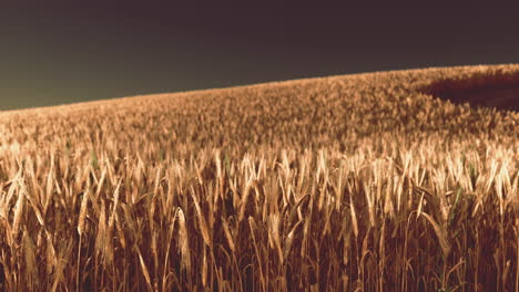 golden wheat field at hot summer