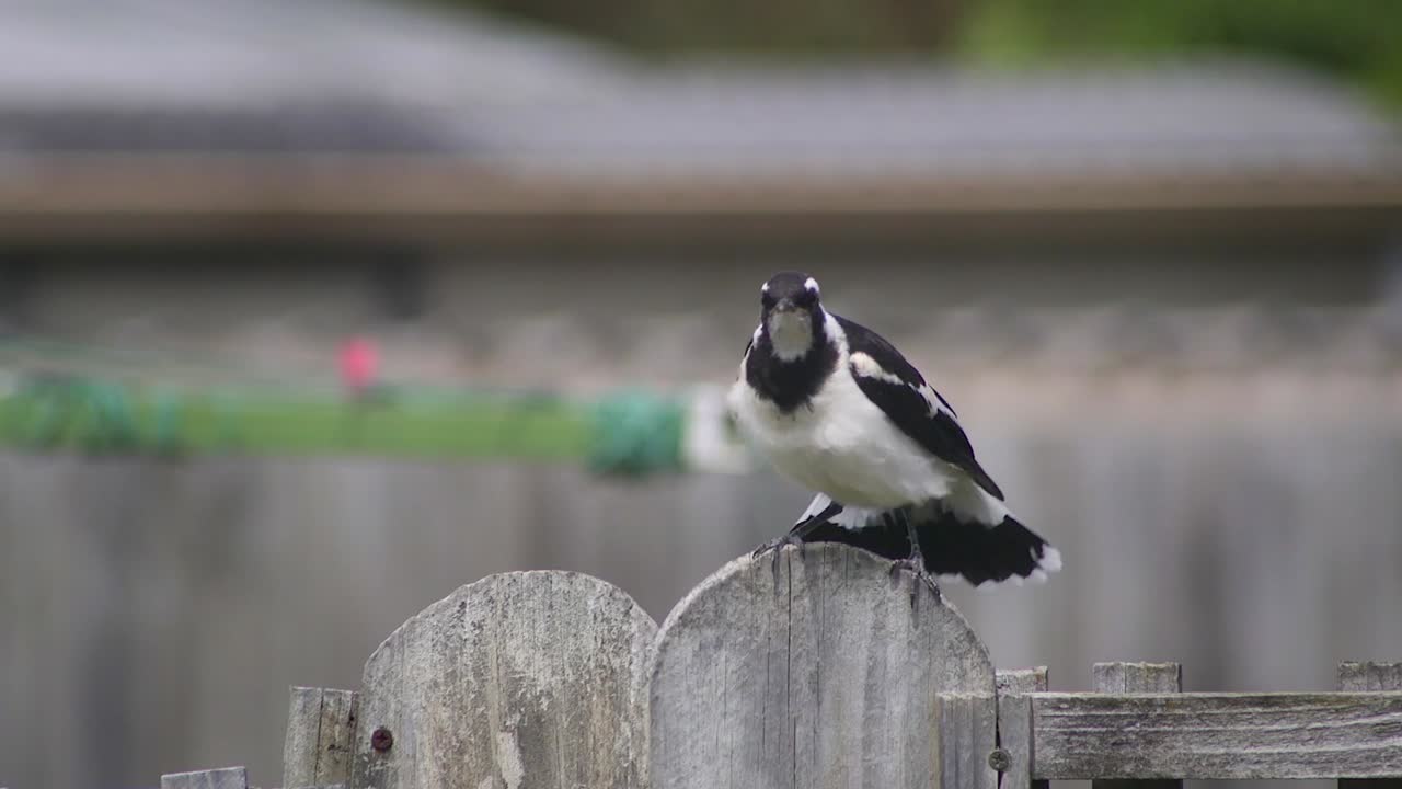 소년의 어린 마피-라크 (maggie-lark) 는 울타리 기둥에 균형을 잡고 날개를 펴고 바람이 불고 있는 오스트레일리아 마프라-기프스랜드 빅토리아 (mafra-gippsland victoria) 의 느린 동영상입니다.