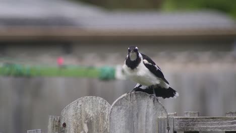 Juvenile-Young-Magpie-lark-Mudlark-Balancing-On-Fence-Post-Stretching-Wings-Windy-Australia-Maffra-Gippsland-Victoria-Slow-Motion