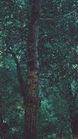 a tall tree trunk with lush green leaves in a dense forest