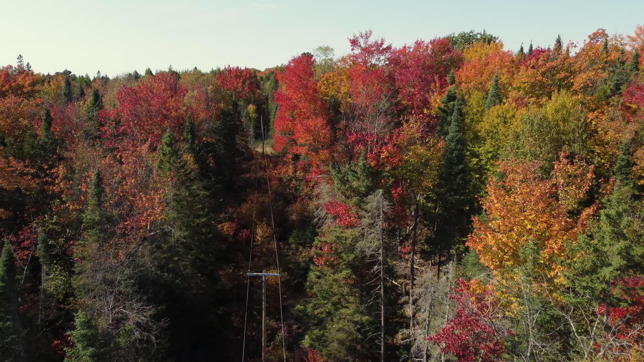 Amazing colourful leaves on trees in forest