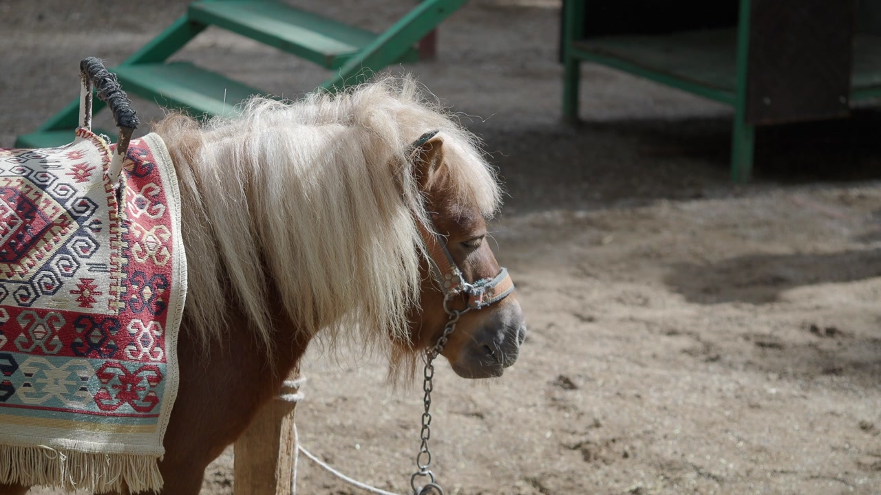 Small Brown Pony with Blonde Mane and Decorative Blanket