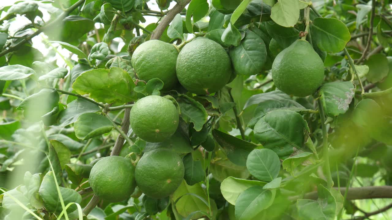 pomelos verdes frescos colgando de la rama de un árbol