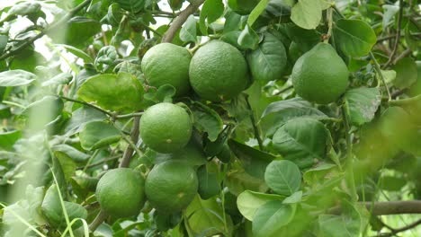 fresh green pomelos hanging off branch on tree