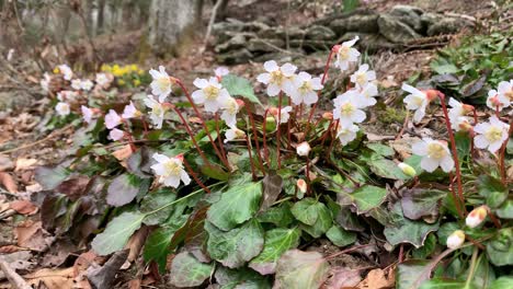 oconee bells plants blooming in early spring in appalachian mountains, rare and endangered plants