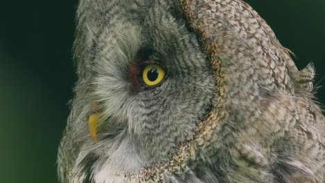 great grey owl (strix nebulosa) close-up.