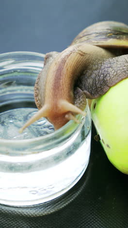 big brown snail crawls from the jar of water to the green leaf on the table in the room. close-up. vertical video
