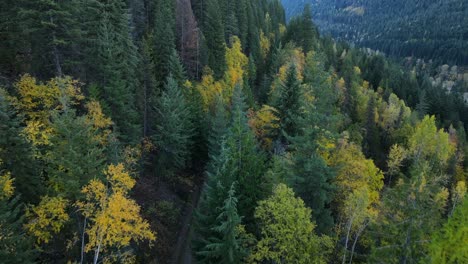 Gravel-road-leading-through-thick-boreal-forest-filmed-cinematically-from-above