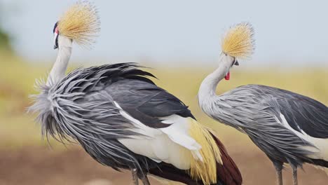 grey crowned cranes grazing on the mara river bank, beautiful plumage, colourful african bird wildlife in maasai mara national reserve, kenya, africa safari animals