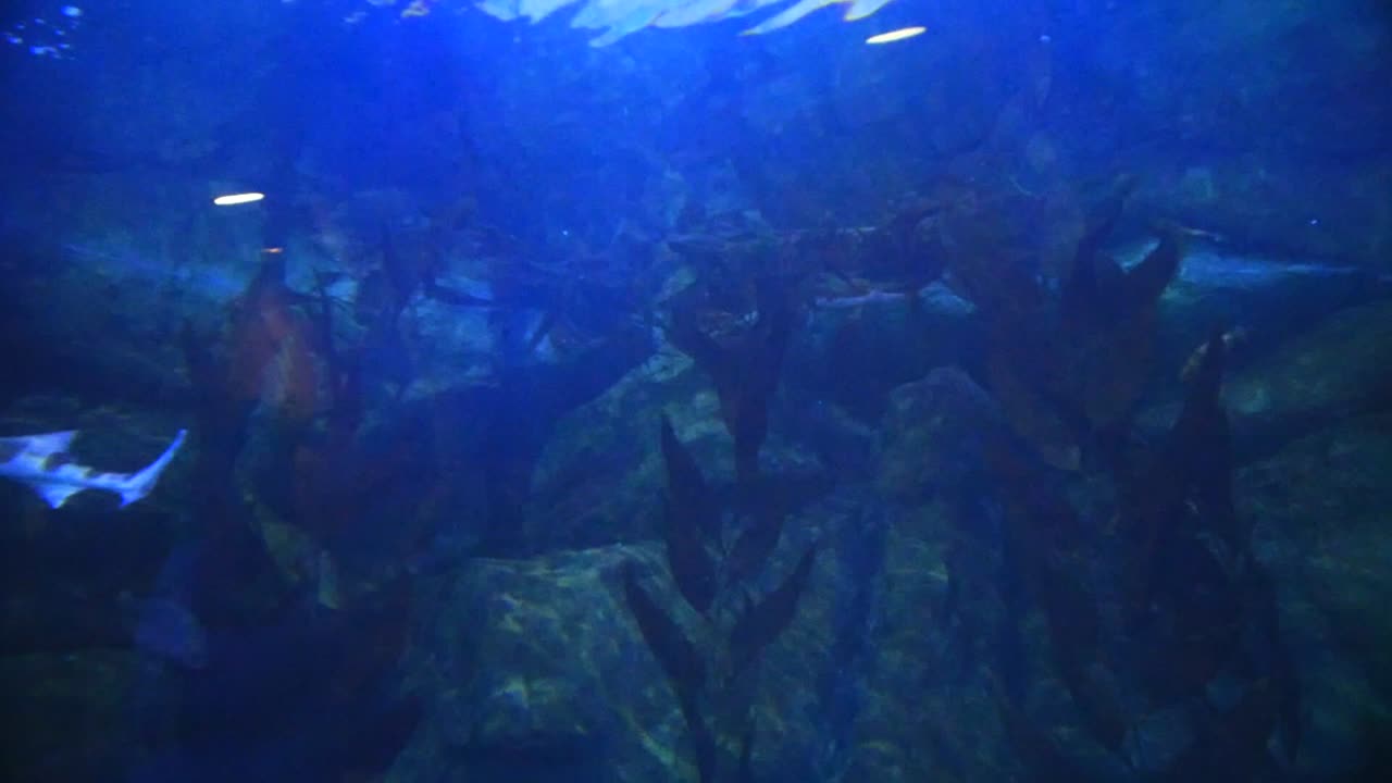 View of the underside (belly) of a shark swimming in an aquarium.