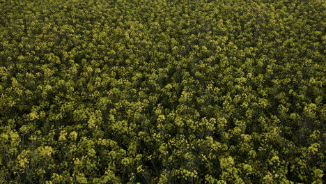 tierra agrícola de colza amarilla 4k