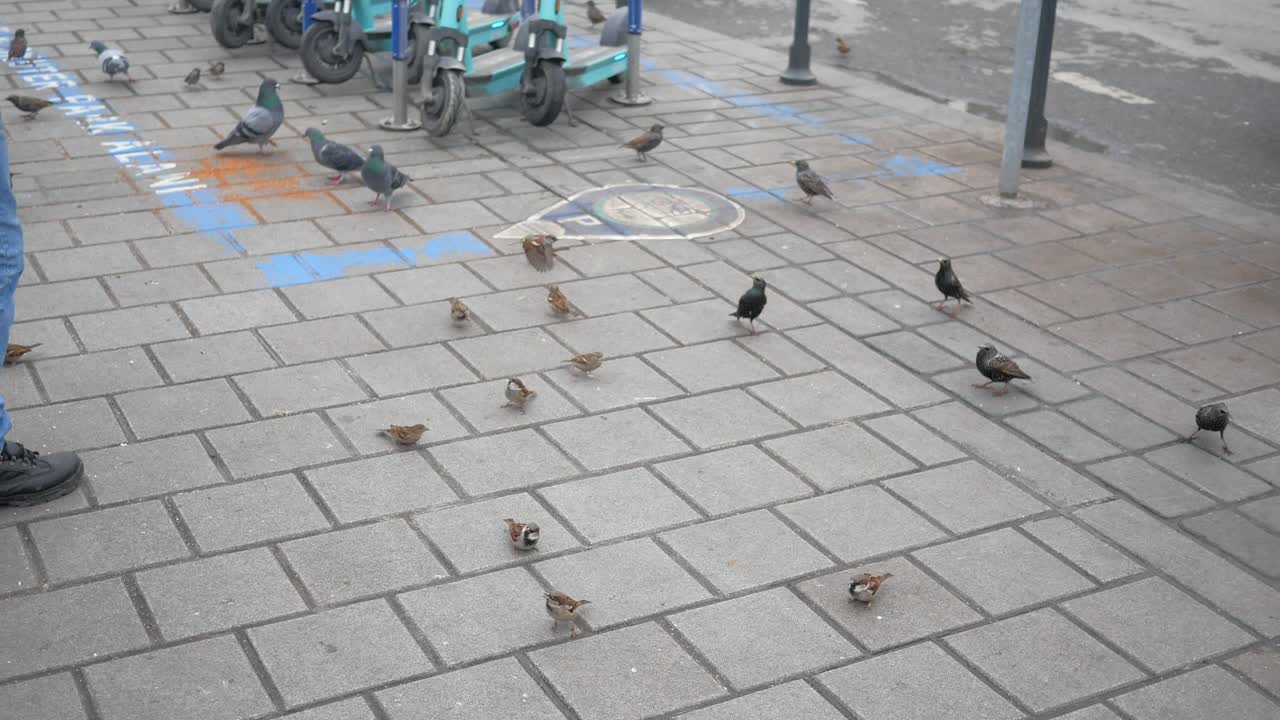 인근 에 주차 된 전자 스쿠터 와 함께 보행자 길 에 있는 새 들 을 먹이는 사람 들