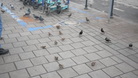 personas alimentando pájaros en la acera con e-scooters estacionados cerca