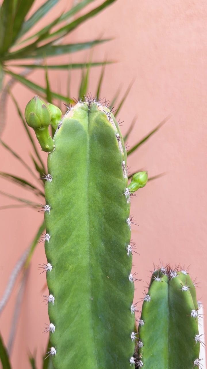 Scatto dettagliato di una pianta succulenta alta con spine affilate e boccioli di fiori verdi non ancora aperti.