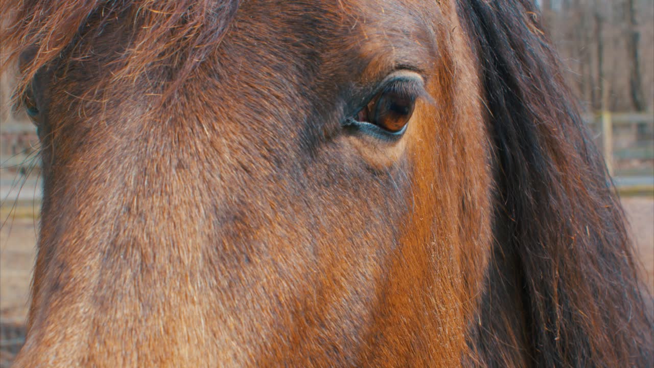 아름다운 말 눈  ⁇ 한  ⁇  목초지 슬라이더  ⁇  4k