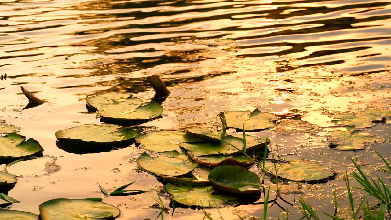 4K Lotus leaves on the river lake, at twilight copy space the water.