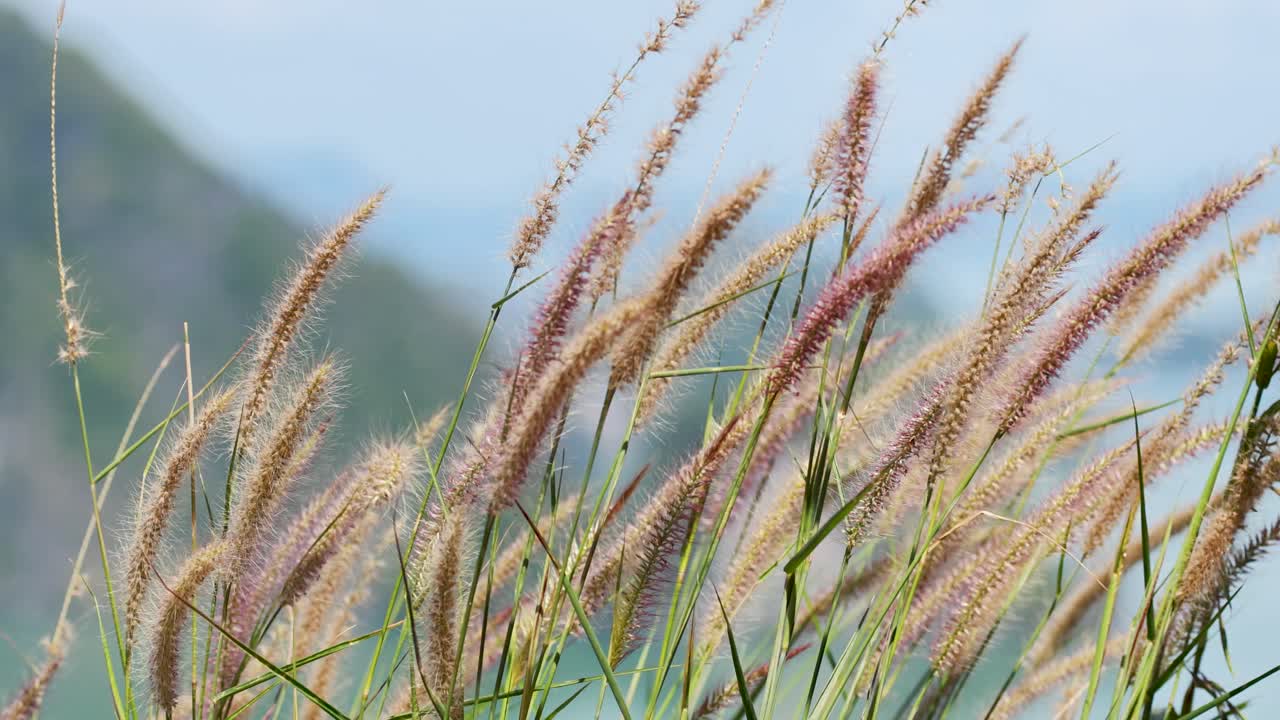 Reeds gently sway in the wind against a mountainous backdrop. Natural lighting enhances the serene, breezy atmosphere
