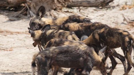 la manada de perros salvajes africanos caminando con un pedazo de tela sucia en la boca en el áfrica subsahariana