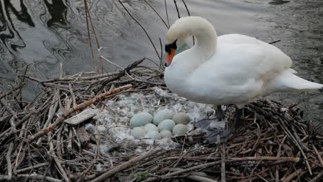 nesting swan cleaning feathers and protecting cygnet eggs alongside lake water