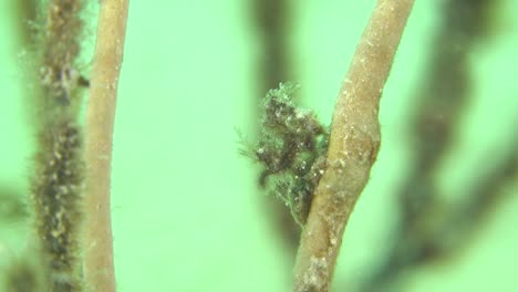 diminutos camarones peludos aferrados a un coral en un arrecife de coral en filipinas