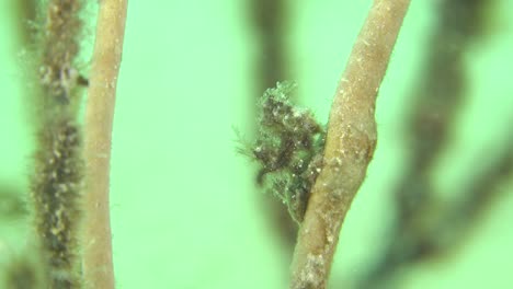 de minuscules crevettes velues accrochées à un corail sur un récif de corail aux philippines