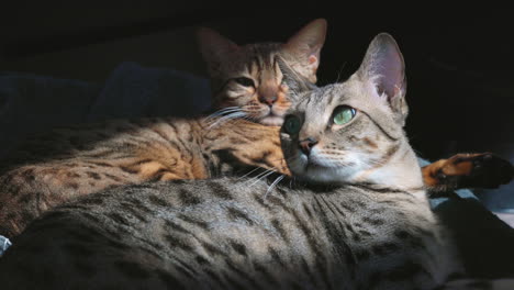 Savannah-cat-and-bengal-cat-resting-in-sunlight