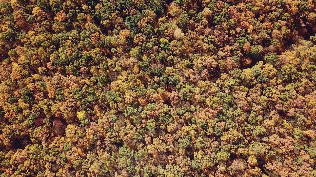 scenic landscape of the yellow trees of the forest from aerial view. Camera motion around