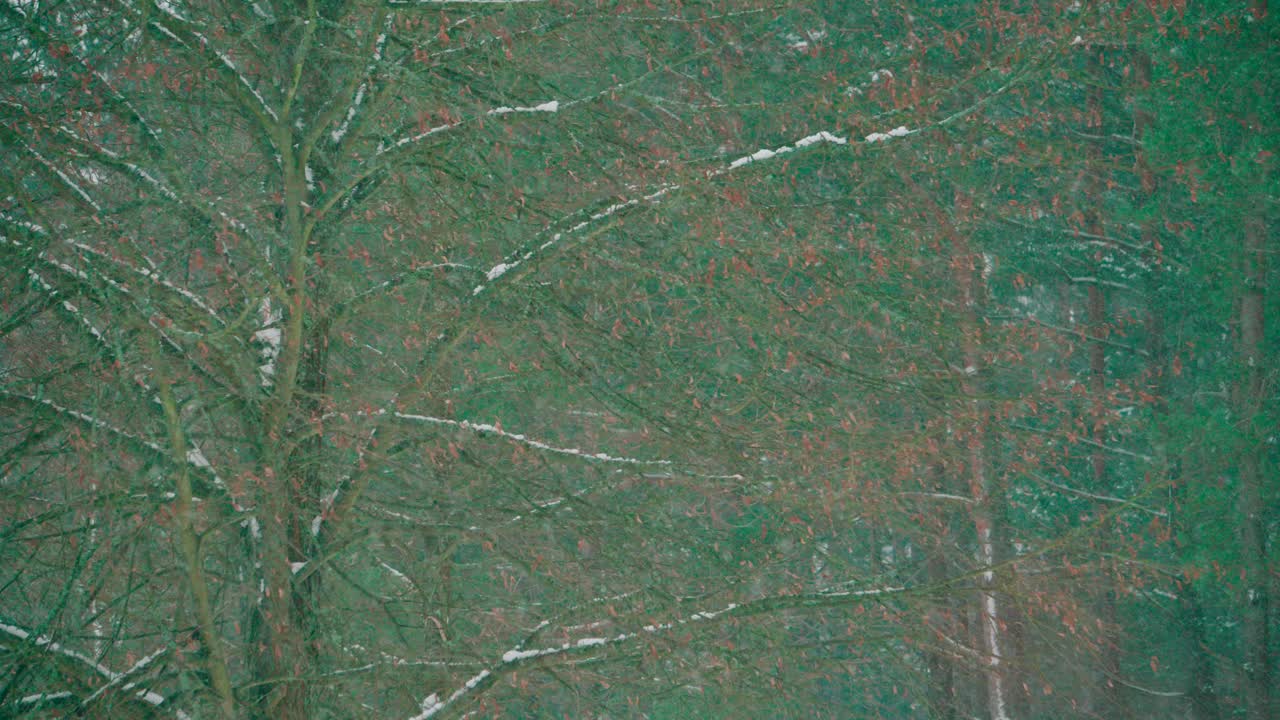 Coniferous trees are covered with snow