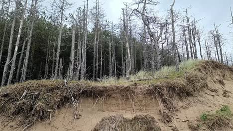 Newborough-Forest-Küstenerosionsschäden-An-Waldbäumen-Entlang-Der-Bröckelnden-Küste-Von-Anglesey