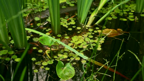 close-up view of a pond with various aquatic plants