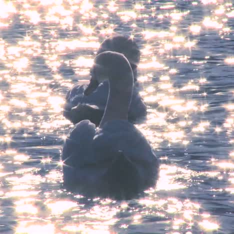 Two-white-swans-float-on-sparkling-water-in-a-lake