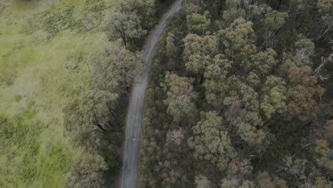 drone aéreo 4k sobre una carretera en un bosque que muestra tierra despejada en un lado y árboles nativos en el otro