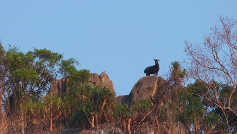 mirando hacia atrás luego se da la vuelta para cambiar de posición mirando hacia la izquierda, mailandia serow capricornis sumatraensis maritimus, tailandia