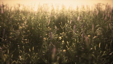 Flores-De-Campo-Silvestre-Al-Atardecer-De-Verano