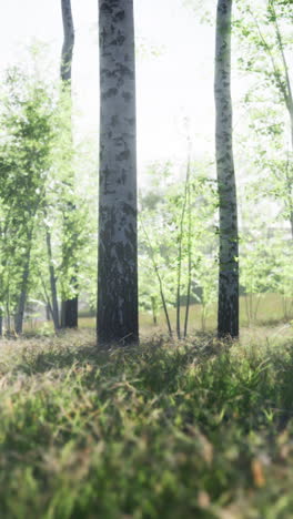 birch trees in a sunny forest