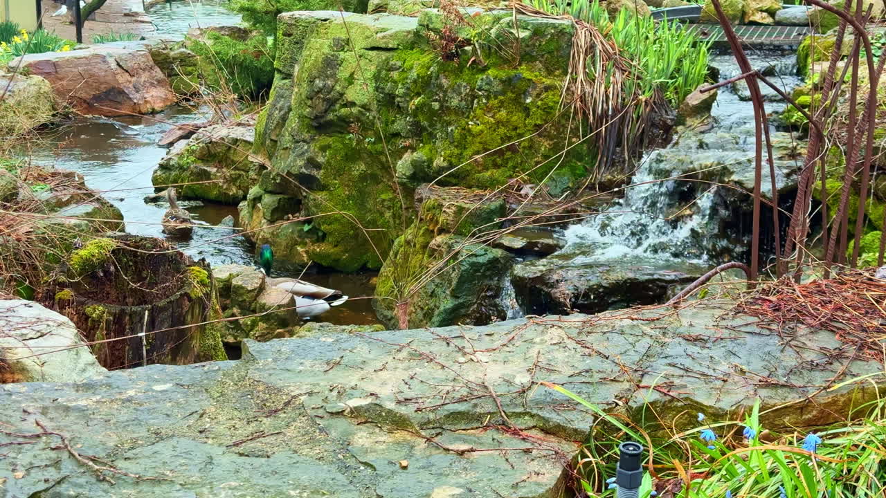 Ducks swim and search for food near a small stream in a garden setting on a cloudy day in spring