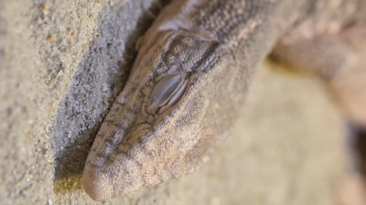 Close-up of a Gecko