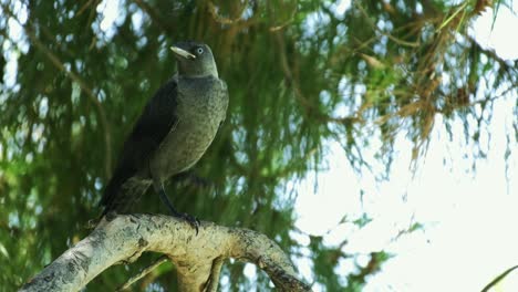 Black-bird,-crow,-sitting-on-top-of-a-tree-branch,-looking-around-in-slow-motion