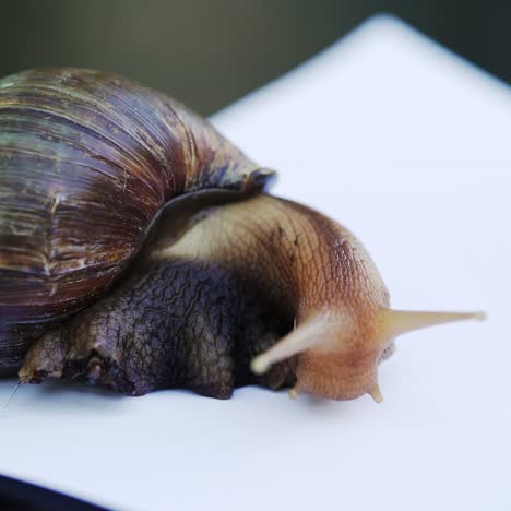 african giant snail achatina. achatina fulica in front of white background