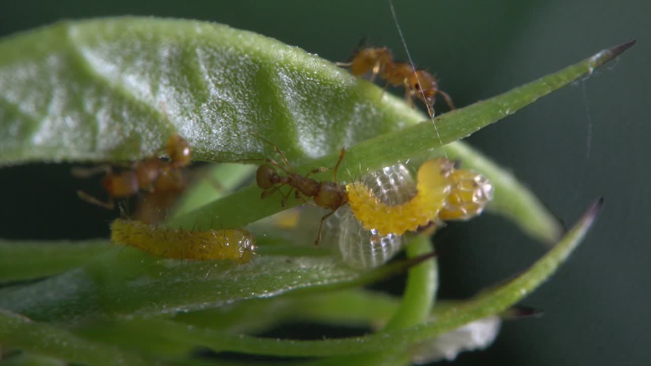 муравьи нападают на гусениц на ветке дерева в тропическом лесу