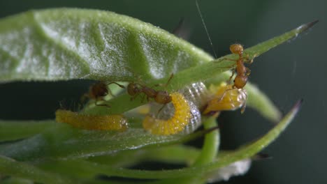 Ameisen-Greifen-Raupen-Auf-Einem-Ast-Im-Regenwald-An