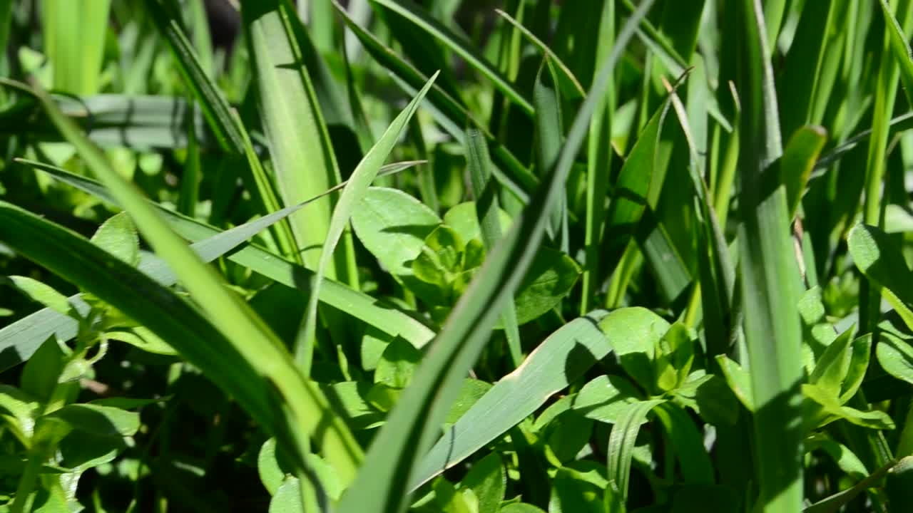 Green grass. Shooting with conducting