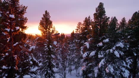 Gliding-through-a-snow-covered-pine-forest-with-a-burning-sunset-over-the-forest-landscape